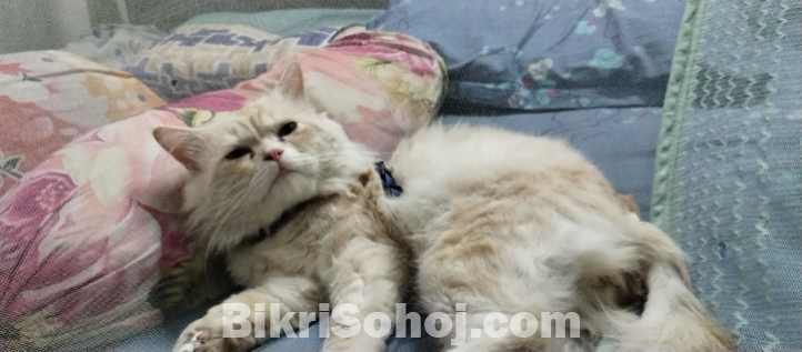 Original Persian cat